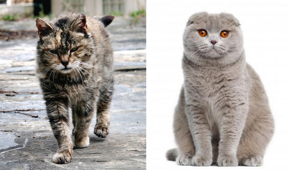 Scottish Fold vs Farm Cat - Breed Comparison
