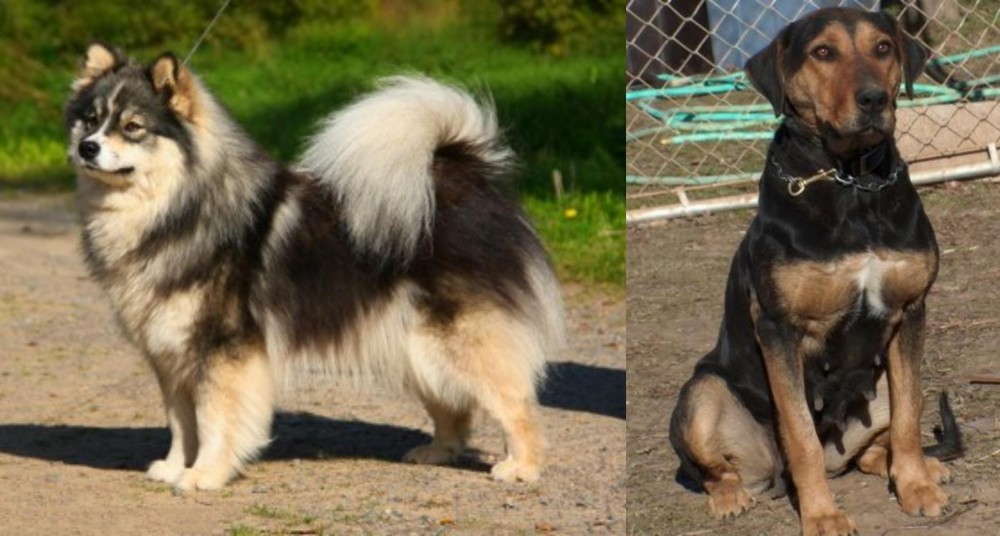 New Zealand Huntaway vs Finnish Lapphund - Breed Comparison