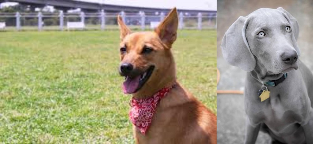 Weimaraner vs Formosan Mountain Dog - Breed Comparison