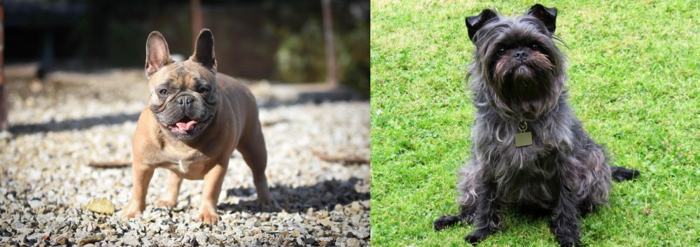Affenpinscher vs French Bulldog - Breed Comparison