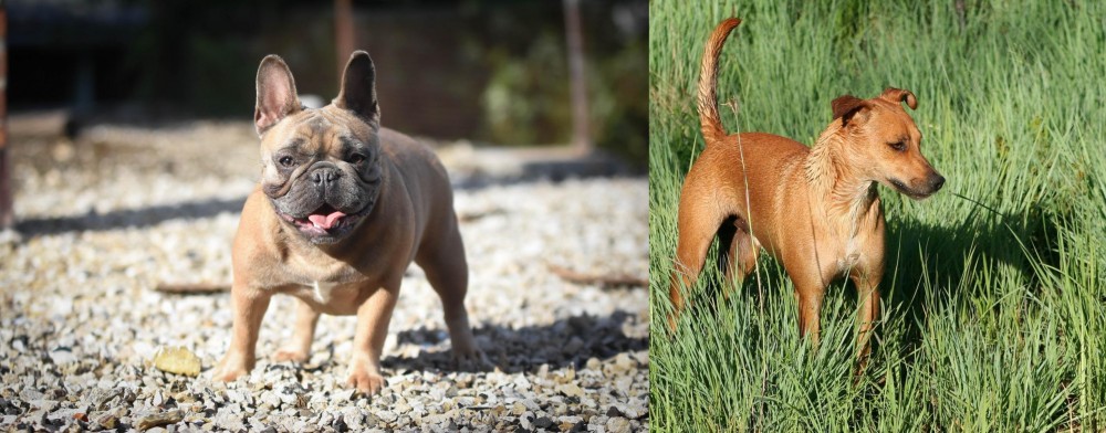 Africanis vs French Bulldog - Breed Comparison