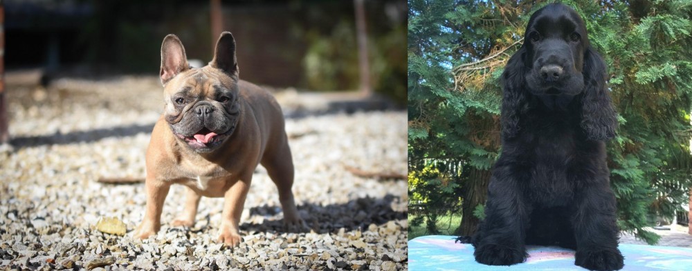 American Cocker Spaniel vs French Bulldog - Breed Comparison