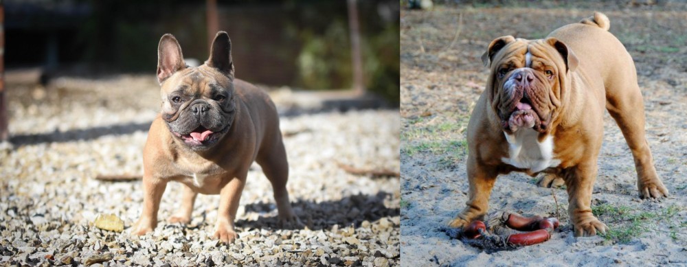 Australian Bulldog vs French Bulldog - Breed Comparison