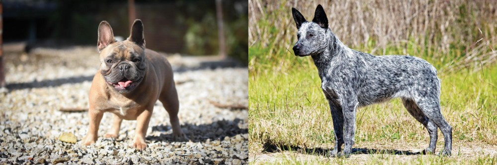 Australian Stumpy Tail Cattle Dog vs French Bulldog - Breed Comparison