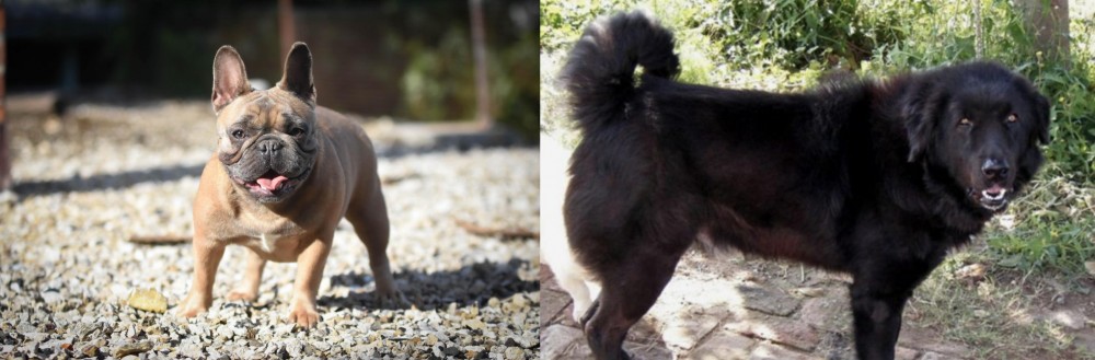 Bakharwal Dog vs French Bulldog - Breed Comparison