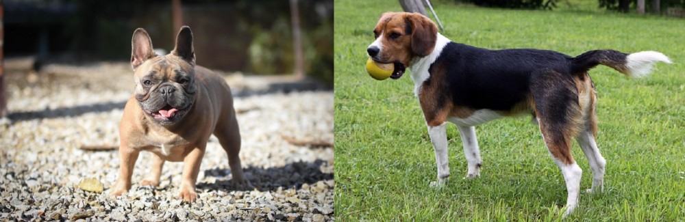 Beaglier vs French Bulldog - Breed Comparison