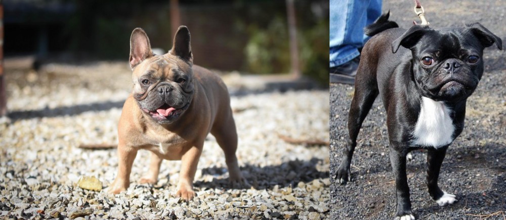 Bugg vs French Bulldog - Breed Comparison