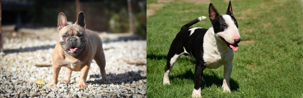 Bull Terrier Miniature vs French Bulldog Breed Comparison