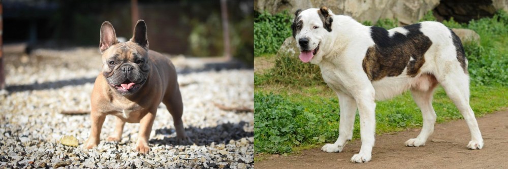 Central Asian Shepherd vs French Bulldog - Breed Comparison