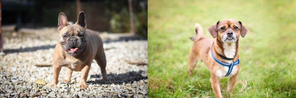 Chug vs French Bulldog - Breed Comparison