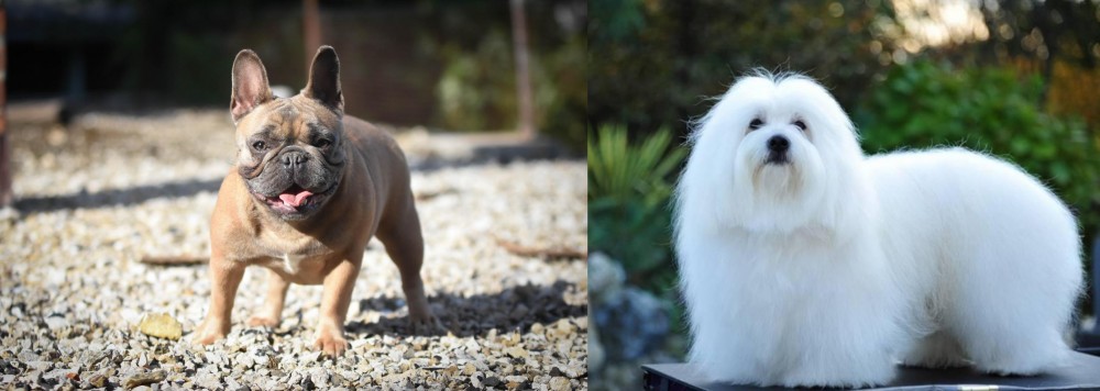 Coton De Tulear vs French Bulldog - Breed Comparison