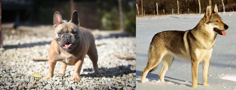 Czechoslovakian Wolfdog vs French Bulldog - Breed Comparison