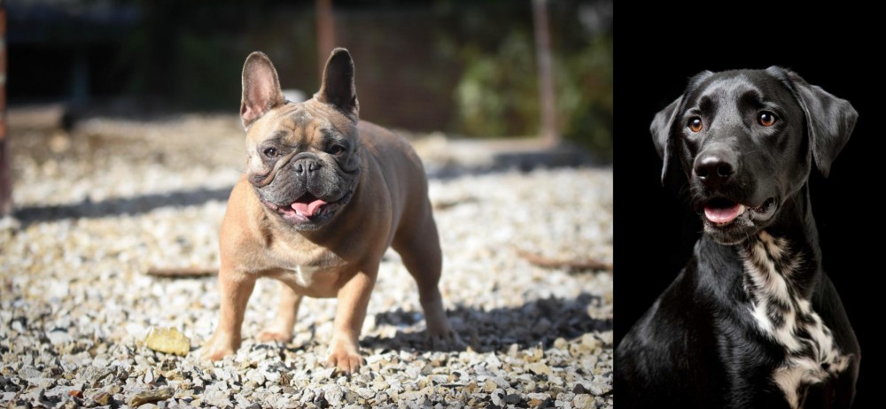 Dalmador vs French Bulldog - Breed Comparison