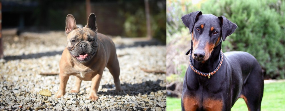 Doberman Pinscher vs French Bulldog - Breed Comparison