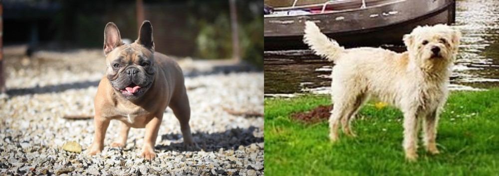 Dutch Smoushond vs French Bulldog - Breed Comparison