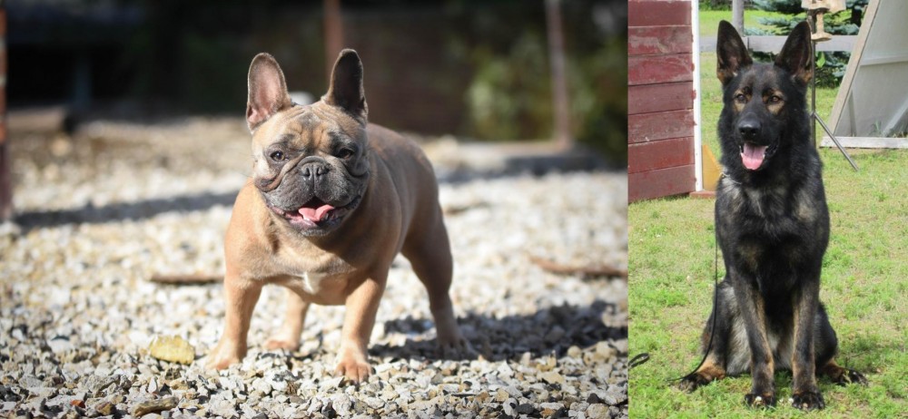 East German Shepherd vs French Bulldog - Breed Comparison