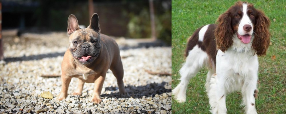 English Springer Spaniel vs French Bulldog - Breed Comparison