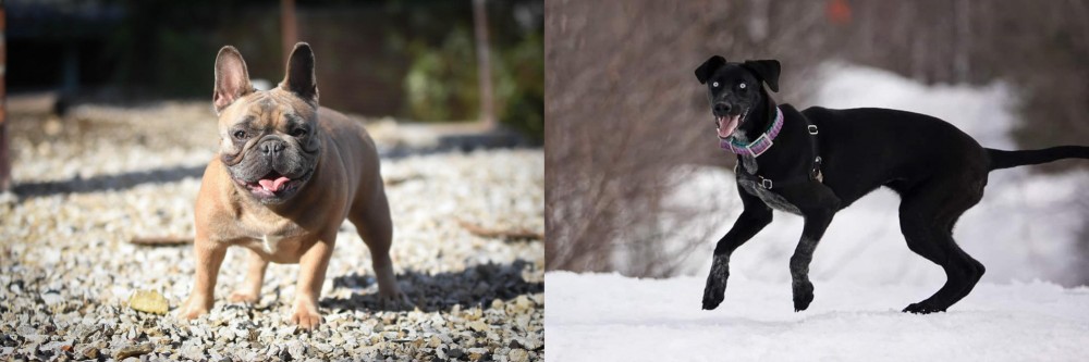 Eurohound vs French Bulldog - Breed Comparison