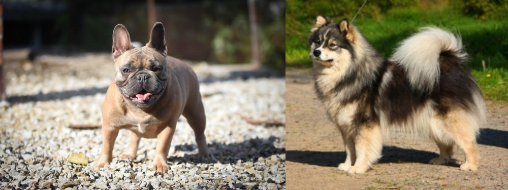 Finnish Lapphund vs French Bulldog - Breed Comparison