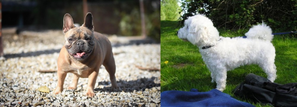 Franzuskaya Bolonka vs French Bulldog - Breed Comparison