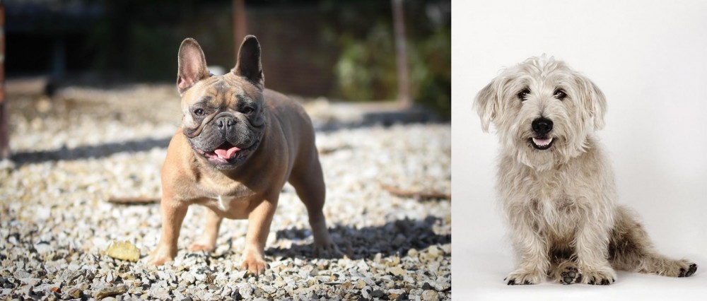 Glen of Imaal Terrier vs French Bulldog - Breed Comparison