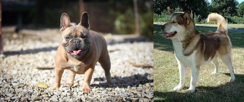 Greenland Dog vs French Bulldog - Breed Comparison