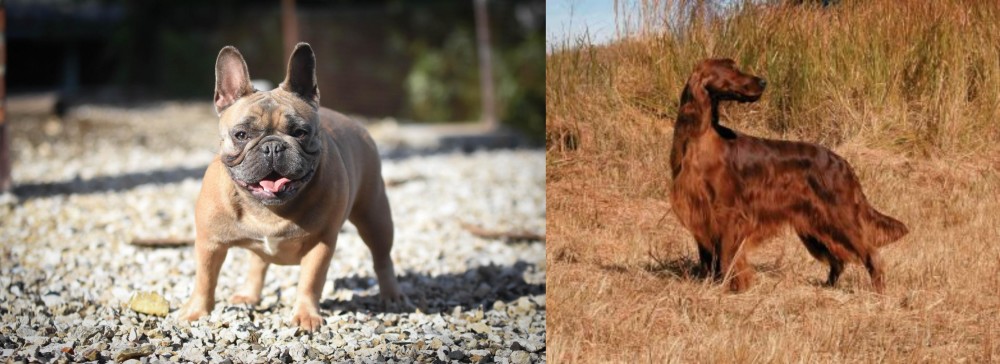 Irish Setter vs French Bulldog - Breed Comparison