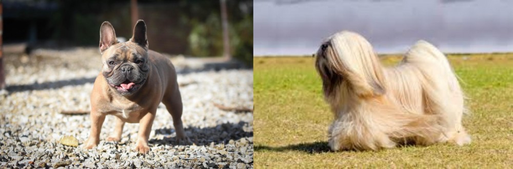 Lhasa Apso vs French Bulldog - Breed Comparison