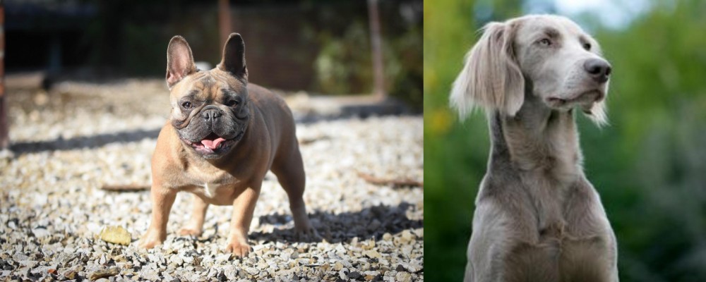 Longhaired Weimaraner vs French Bulldog - Breed Comparison