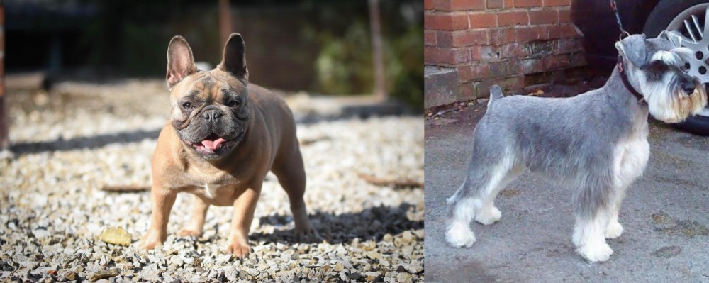 Miniature Schnauzer vs French Bulldog - Breed Comparison