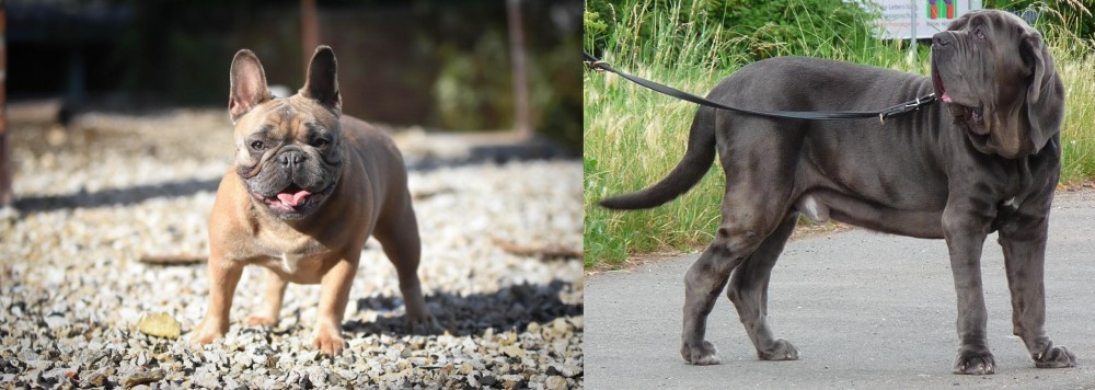 Neapolitan Mastiff vs French Bulldog - Breed Comparison