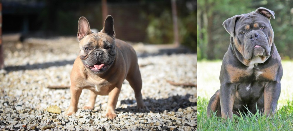 Olde English Bulldogge vs French Bulldog - Breed Comparison