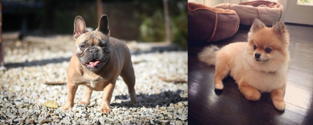 Pomeranian vs French Bulldog - Breed Comparison