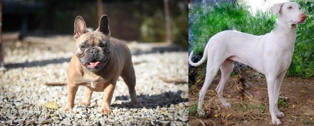 Rajapalayam vs French Bulldog - Breed Comparison