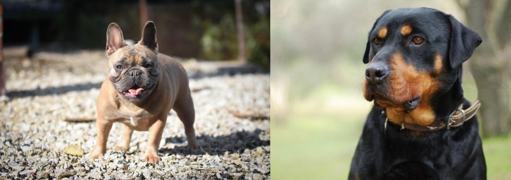 Rottweiler vs French Bulldog