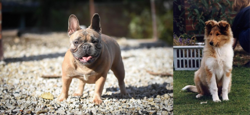 Rough Collie vs French Bulldog - Breed Comparison