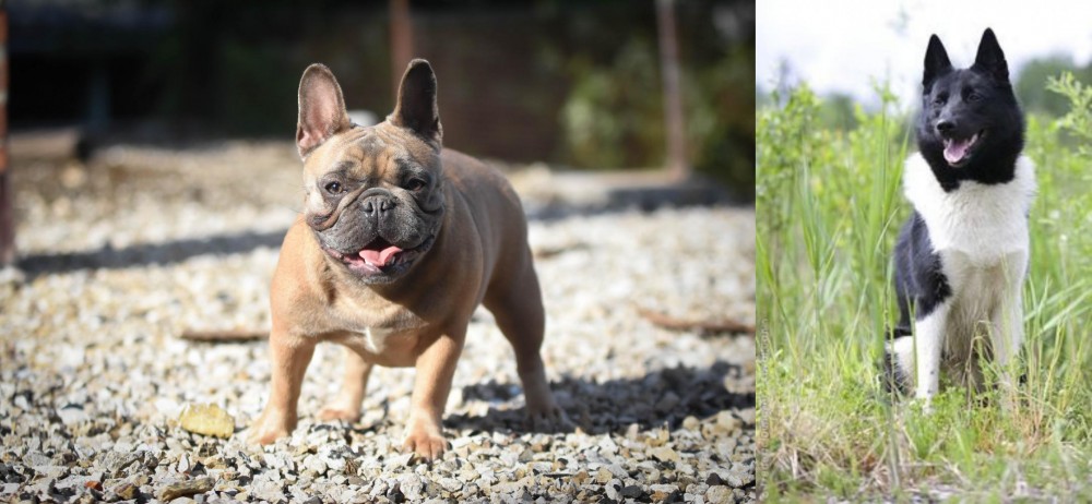 Russo-European Laika vs French Bulldog - Breed Comparison