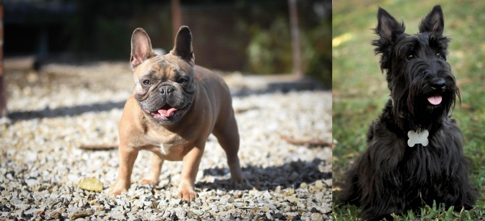 Scoland Terrier vs French Bulldog - Breed Comparison