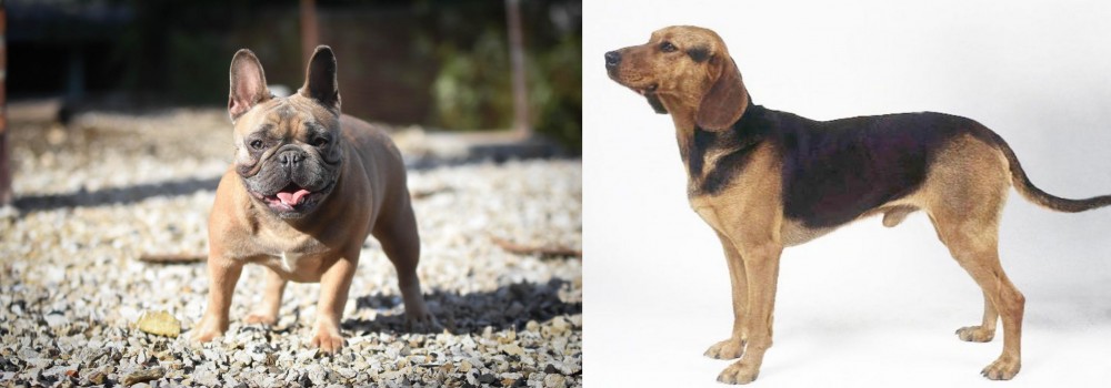 Serbian Hound vs French Bulldog - Breed Comparison
