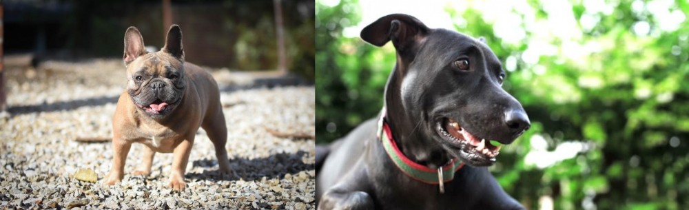 Shepard Labrador vs French Bulldog - Breed Comparison