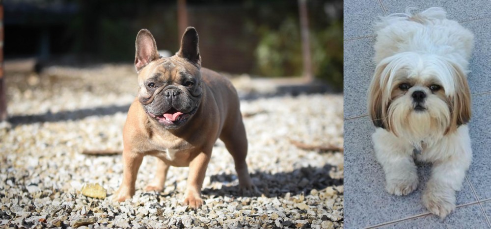 Shih Tzu vs French Bulldog - Breed Comparison