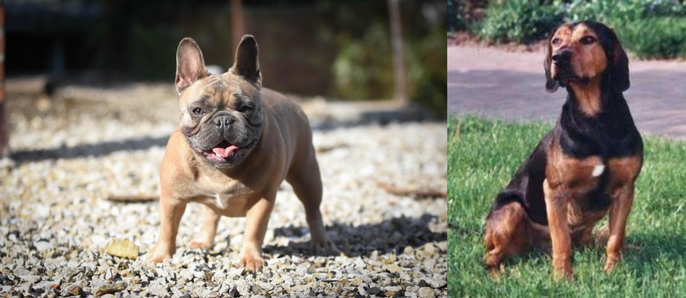 Tyrolean Hound vs French Bulldog - Breed Comparison