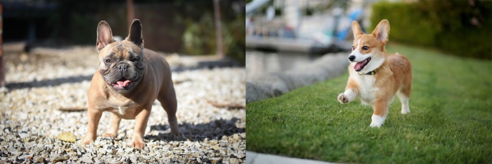 Welsh Corgi vs French Bulldog - Breed Comparison