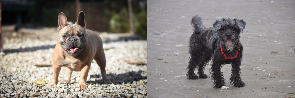 YorkiePoo vs French Bulldog - Breed Comparison