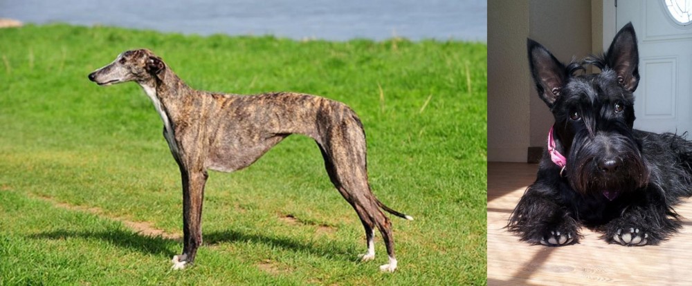 Scottish Terrier vs Galgo Espanol - Breed Comparison
