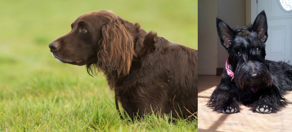 Scottish Terrier vs German Longhaired Pointer - Breed Comparison