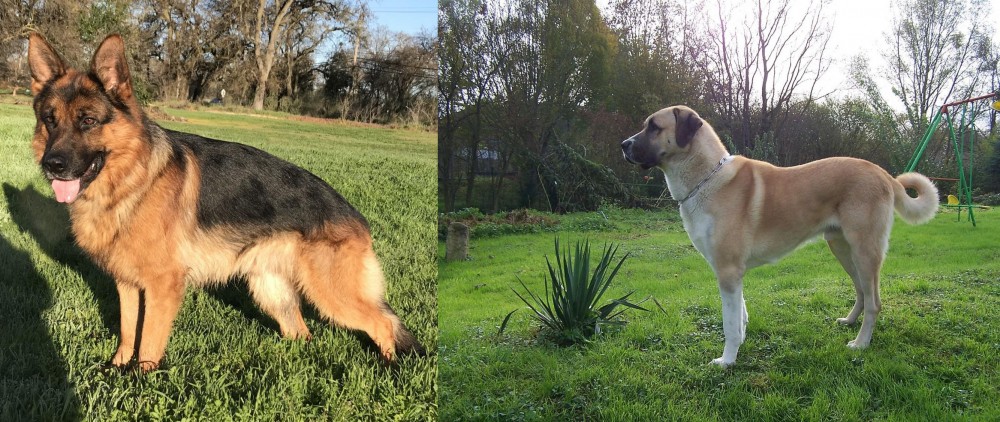 Anatolian Shepherd vs German Shepherd - Breed Comparison