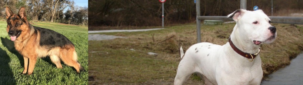 Antebellum Bulldog vs German Shepherd - Breed Comparison