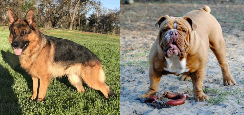 Australian Bulldog vs German Shepherd - Breed Comparison