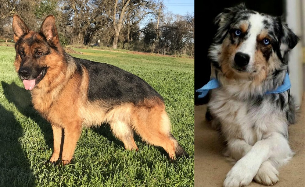 Australian Collie vs German Shepherd - Breed Comparison